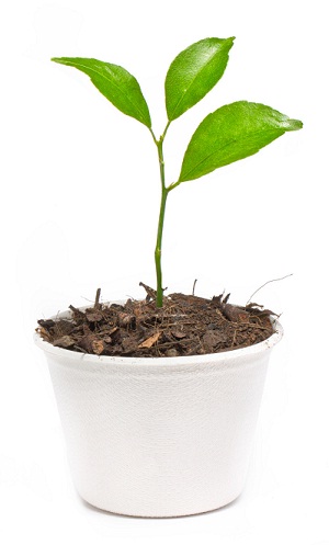 Ræktum skattstofnana ...